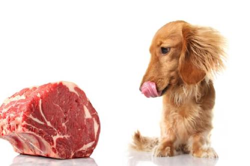 تغذیه سگ ها با گوشت خام عامل سرایت باکتری های مقاوم به آنتی بیوتیک به انسان