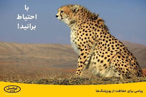 پیامی برای صیانت از یوزپلنگ ها