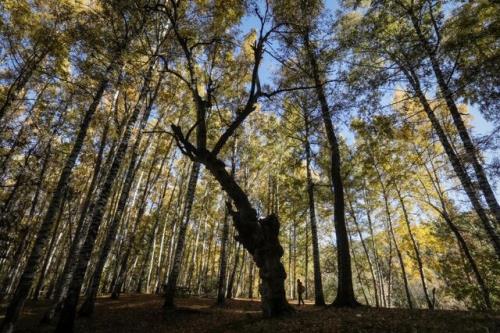 احیای پوشش های گیاهی پس از حریق با گیاهان پرستار