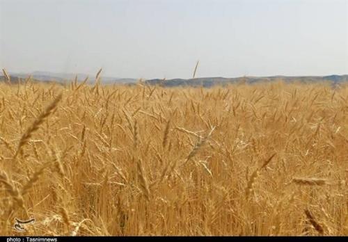 قیمت خرید تضمینی گندم ابلاغ گردید