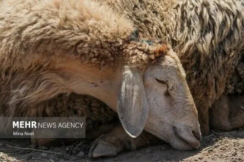 جمعیت دام سبک کشور به ۷۲ میلیون رأس رسید